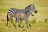 AFW 10 MH0003 01
Two Burchell's Zebras Walking On Savanna