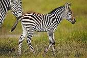 AFW 10 MH0004 01
Burchell's Zebra Foal Walking On Savanna