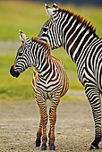 AFW 10 MH0005 01
Two Burchell's Zebras Standing On Savanna