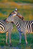 AFW 10 MH0006 01
Two Burchell's Zebras Nuzzling On Savanna