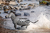 AFW 10 MH0008 01
Burchell's Zebra Running Through River