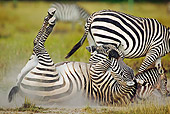 AFW 10 MH0009 01
Burchell's Zebra Rolling On Back On Savanna