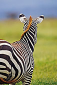 AFW 10 MH0010 01
Rear View Of Burchell's Zebra Standing On Savanna