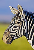 AFW 10 MH0011 01
Head Shot Of Burchell's Zebra Standing On Savanna