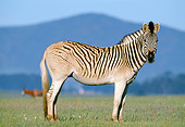 AFW 10 MH0013 01
Plains Quagga Zebra Standing On Savanna In South Africa Profile
