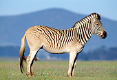AFW 10 MH0014 01
Plains Quagga Zebra Standing On Savanna In South Africa Profile
