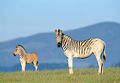 AFW 10 MH0015 01
Two Plains Quagga Zebra Standing On Savanna In South Africa Profile
