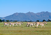AFW 10 MH0016 01
Herd Of Plains Quagga Zebra Walking On Savanna In South Africa Profile