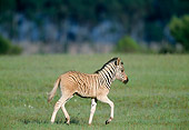 AFW 10 MH0017 01
Plains Quagga Zebra Foal Walking On Savanna In South Africa Profile