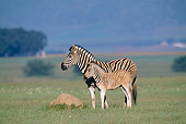 AFW 10 MH0018 01
Plains Quagga Zebra Mother And Foal Standing On Savanna In South Africa Profile