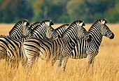 AFW 10 MH0019 01
Herd Of Burchell's Zebras Standing In Savanna