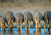 AFW 10 MH0020 01
Herd Of Burchell's Zebras Drinking At Watering Hole Namibia