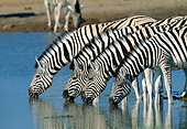 AFW 10 MH0021 01
Group Of Burchell's Zebras Drinking At Watering Hole Namibia