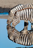 AFW 10 MH0022 01
Two Burchell's Zebras Drinking At Watering Hole By Reflection Namibia