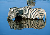 AFW 10 MH0023 01
Two Burchell's Zebras Drinking At Watering Hole By Reflection Namibia