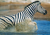 AFW 10 MH0024 01
Close-Up Of Burchell's Zebra Splashing Through Water Namibia