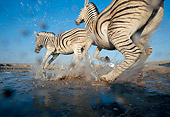 AFW 10 MH0025 01
Low Angle Of Two Burchell's Zebras Splashing Through Water Namibia