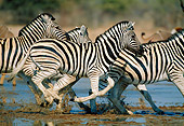 AFW 10 MH0026 01
Herd Of Burchell's Zebras Running Through Water Namibia