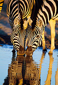 AFW 10 MH0027 01
Two Burchell's Zebras Drinking At Watering Hole By Reflection Namibia