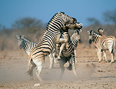 AFW 10 MH0030 01
Burchell's Zebras Fighting On Plains Namibia