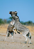 AFW 10 MH0031 01
Two Burchell's Zebras Fighting On Plains Namibia