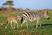 AFW 10 MH0032 01
Burchell's Zebra Mother And Young Walking Through Grassland Kenya