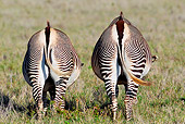 AFW 10 MH0035 01
Back View Of Two Grevy's Zebras Grazing In Plains Kenya