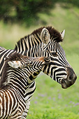 AFW 10 MH0036 01
Burchell's Zebra Foal Nuzzling Mother South Africa