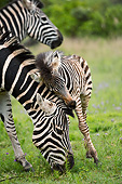 AFW 10 MH0037 01
Burchell's Zebra Foal Nuzzling Mother South Africa