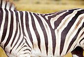 AFW 10 RK0011 08
Close Up Of Zebra Stripes