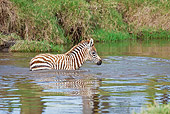 AFW 10 RW0003 01
Baby Burchell's Zebra Crossing Stream Kenya