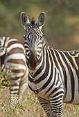 AFW 10 RW0005 01
Burchell's Zebra Standing In Tsavo West National Park, Kenya