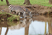 AFW 10 RW0006 01
Two Burchell's Zebras Drinking Water At Lake Nakuru National Park, Kenya