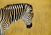 AFW 10 WF0002 01
Head Shot Of Burchell's Zebra Standing In Meadow With Bird Perched On Head