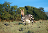 AFW 10 WF0003 01
Burchell's Zebra Standing In Meadow