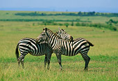 AFW 10 DB0001 01
Burchell's African Zebras Resting On Each Others Back Africa