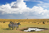 AFW 10 DB0003 01
Herd Of Burchell's Zebra In African Habitat