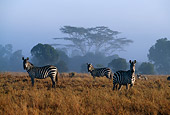 AFW 10 DB0004 01
Herd Of Burchell's Zebras Standing In Field With Trees Sky Background