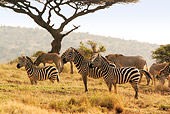 AFW 10 DB0005 01
Herd Of Burchell's Zebras Standing On Savanna