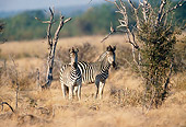 AFW 10 DS0001 01
Two Burchell's Zebras Standing On Savanna