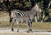 AFW 10 GR0003 01
Burchell's Zebra Foal And Mother Standing Profile