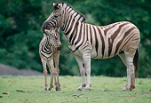 AFW 10 GR0004 01
Burchell's Zebra Foal And Mother Standing On Grass