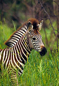 AFW 10 KH0001 01
Close-Up Of Burchell's Zebra Foal Standing On Savanna
