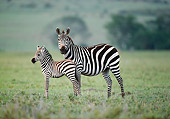 AFW 10 KH0002 01
Burchell's Zebra Mother And Foal Standing On Savanna