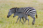 AFW 10 NE0001 01
Burchell's Zebra Mother And Foal Walking On Savanna Tanzania