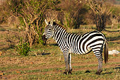 AFW 10 NE0002 01
Burchell's Zebra Standing On Savanna By Shrubs Kenya