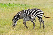 AFW 10 NE0004 01
Burchell's Zebra Mare And Foal Grazing On Savanna Tanzania