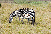AFW 10 NE0005 01
Burchell's Zebra Mare With Birds On Back And Foal Grazing On Savanna Kenya