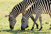 AFW 10 NE0006 01
Two Juvenile Burchell's Zebras Grazing On Savanna Kenya