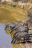 AFW 10 NE0007 01
Herd Of Burchell's Zebras Drinking From Watering Hole On Savanna Kenya